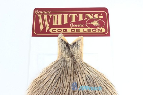 Coq De Leon 西班牙雌雞肩部蓑毛( 奶油)2