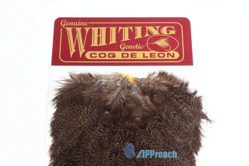 Coq De Leon 西班牙雌雞肩部蓑毛 (棕斑)2