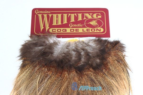 Coq De Leon 西班牙雌雞肩部蓑毛 (淺棕)2